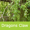 Mature Dragons Claw Corkscrew Salix Matsudana Tortuosa